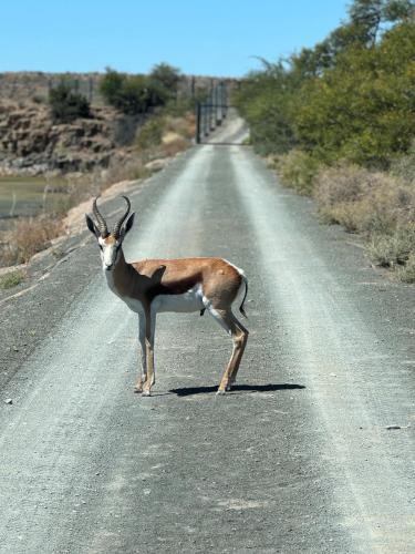 a gazelle standing in the middle of a road at Teri-Lemveli Lodge in Beaufort West