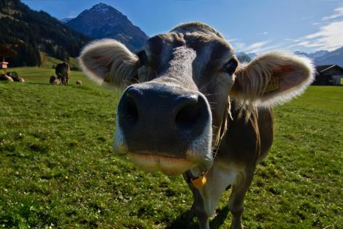 a brown and white cow standing in a field at Haus Sylta in Fischen