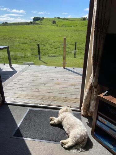 a dog laying on the floor in front of a door at Livingstones Lodge, Lake District in Plumbland
