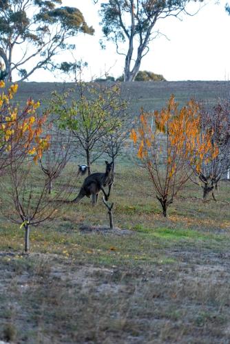 a dog running through a field with trees at Farm Stay Picturesque views in Balhannah