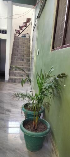 two potted plants are sitting next to a building at Limewood homestay in Almora