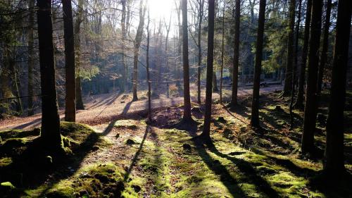 a forest with the sun shining through the trees at Landgut Girtenmühle in Britten