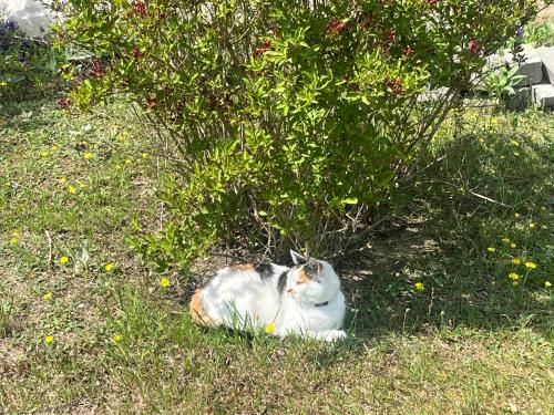 a cat laying in the grass under a tree at Domek Staś in Wiele