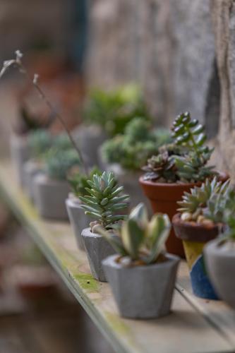 a row of potted plants sitting on a shelf at Pousada Cantos e Contos in Monte Verde