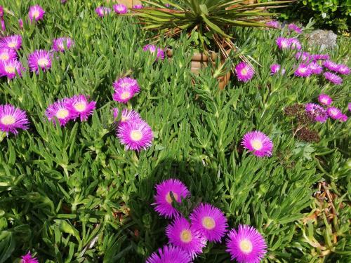 Κήπος έξω από το Eole