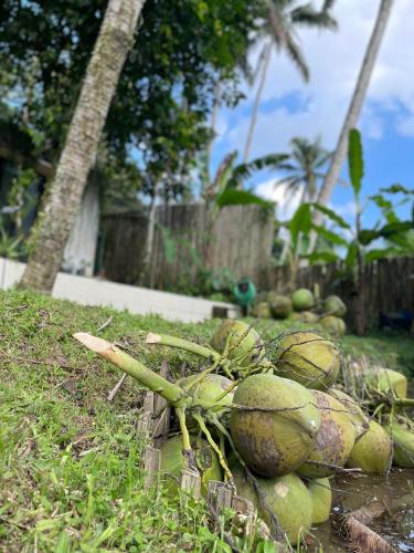a pile of coconuts on the ground in the grass at Puri Kasih Gottlieb in Ubud