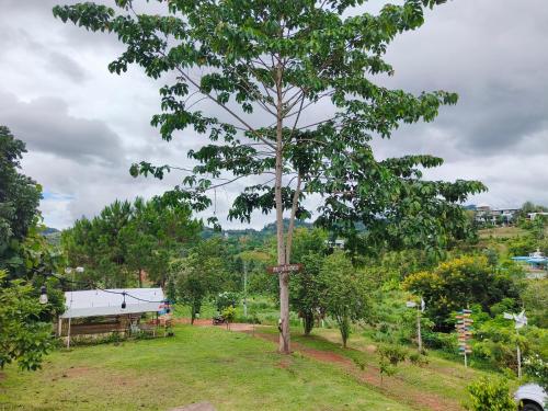 a tree in the middle of a field at บ้านสุขอรุณ เขาค้อ Baan Sook A Roon KhaoKho in Khao Kho