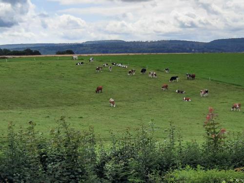 a herd of cows grazing in a green field at Hof Sorgenfrei in Buch
