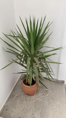 a green plant in a pot on the floor at Apt 5min de la zone touristique avec piscine Residence Jude in Hammamet