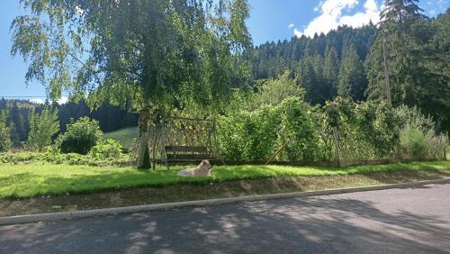 a dog laying in the grass under a tree at La Grand'Raie Table d'hôtes in Les Gras
