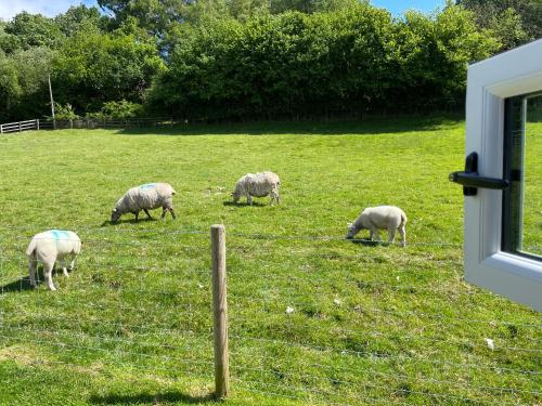 a group of sheep grazing in a field behind a fence at Hoarthorns Hideaway Forest of Dean in Coleford