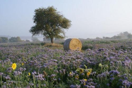 a hay bale in a field of flowers with a tree at Gästehaus Margerite in Blieskastel
