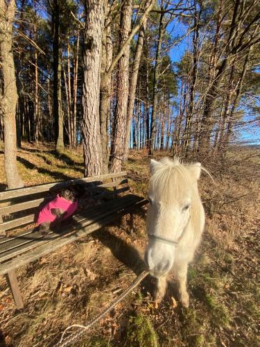 a white pony standing next to a park bench at Ponyhof Adam Urlaub auf dem Bauernhof in Eschlkam