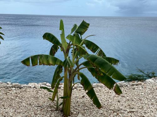 a banana tree on the beach near the water at Lagun Sunset Resort All Natural Clothing Optional in Lagun