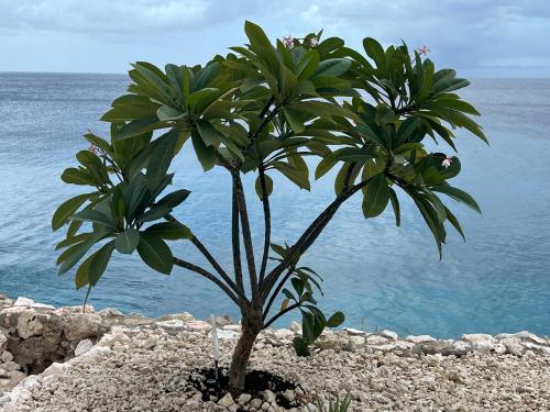 two palm trees on the rocks near the water at Lagun Sunset Resort All Natural Clothing Optional in Lagun