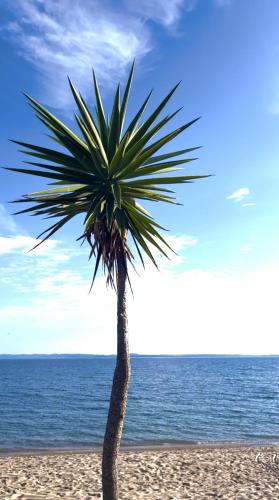 a palm tree on a sandy beach next to the ocean at Carpe Diem Apartments in Psakoudia