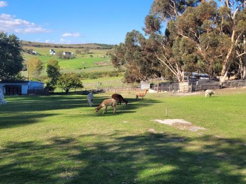 a group of animals grazing in a field at Kleinwatervalplaas Farm Stay Accomodation in Caledon