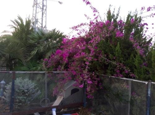Taman di luar Castel Ashkelon