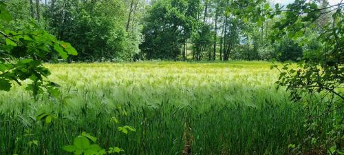 a field of tall green grass with trees in the background at La Dragonne, centre de Bellême, maison entièrement équipée, jardin, vue forêt in Bellême