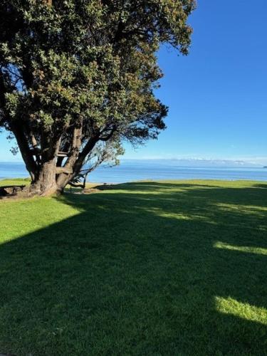 a tree in the middle of a field with the ocean at Luxurious Kiwiana Raumati Beachfront Home in Paraparaumu