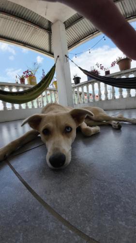 a dog laying on the floor with its head on the ground at Cataleya Hostel in Bocas del Toro