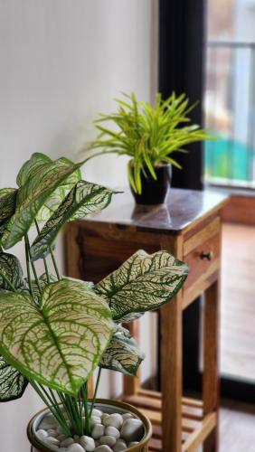 two potted plants are sitting on a table at Dolce Villa IGATPURI in Igatpuri