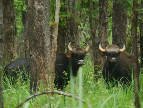 a group of animals standing in the woods at Crocodile Safari Camp in Chitwan