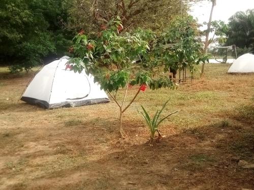 a small tree and a tent in a field at Atakwame Island in Atimpoko