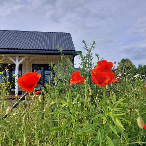 a group of red poppies in front of a house at SzumiPuszcza - domki, sauna, balia in Białowieża