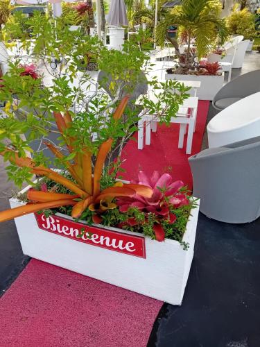 a display of plants in a white box with the words sister temple at Bungalow cosy à Sainte-Rose, piscine et vue sur jardin. in Sainte-Rose