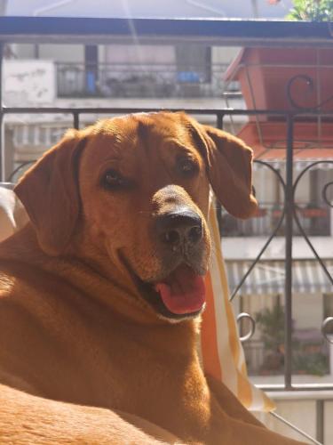 a brown dog is sitting in a chair at Private Rooms in shared house in Thessaloniki