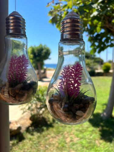 two glass bulbs with a plant in them at Villa Maron - Platanitis Beach in Maronia