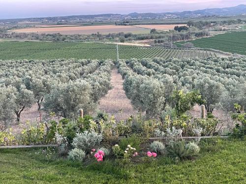 an aerial view of a garden with flowers and trees at La Pizzuta del Principe in Fasana