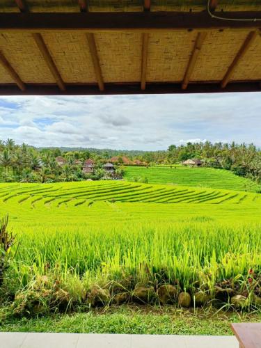 a green rice field with a view of it at Balitrees in Selemadeg