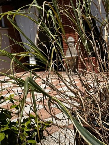 a group of plants in front of a building at Casa Vacanza Indipendente Cascina Cremasca with pool in Crema