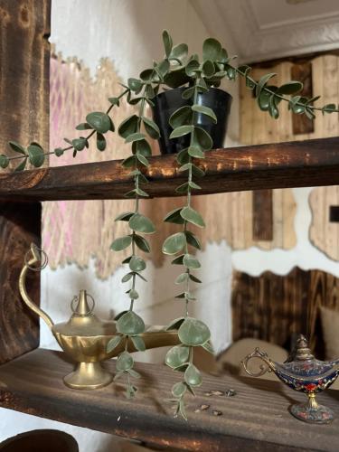 a shelf with a plant growing out of it at Let Us Surf in Tamraght Ouzdar