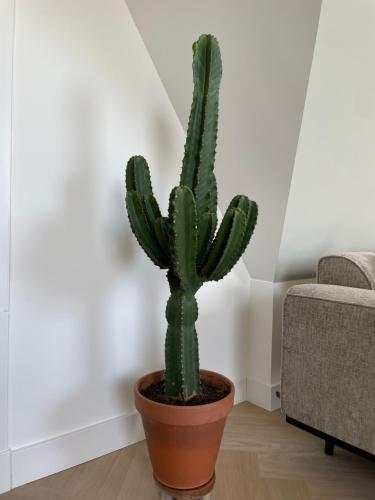a green cactus in a pot in a room at de Zuiderstolp in Zuidermeer