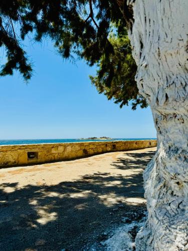 a tree is standing next to a beach at Baloma Studio in Áyios Fótios