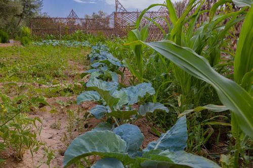 a garden with cabbage plants in a field at Maison D'hôte Amridil in Skoura