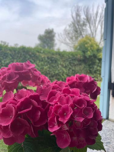 a bunch of purple and pink flowers in a window at Locazione Riv'al Sile in Quinto di Treviso