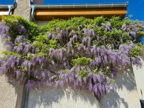 a bunch of purple flowers on the side of a building at Les tilleuls in Épernay-sous-Gevrey