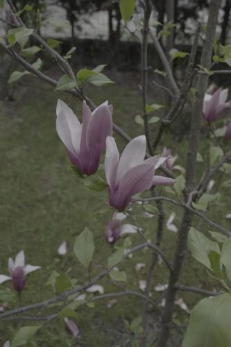 a bunch of purple flowers on a tree at Pensiunea Magnolia in Ocna Şugatag