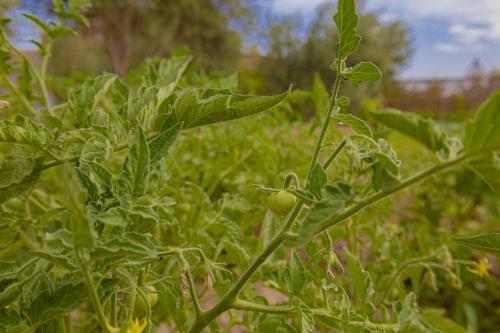 a plant with green leaves in a field at Maison D'hôte Amridil in Skoura