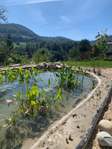 a pool of water with some plants in it at Chez Svanette B&B Villa Sonnglück in Zullwil