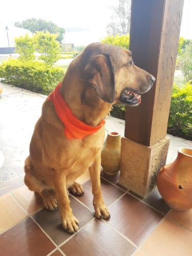 Mascotas con sus dueños en Entre Sombreros