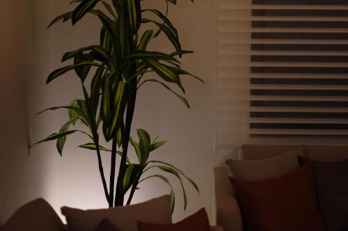 a plant in a living room next to a couch at 国際通りまで車で5分 那覇空港まで車で8分 最大15名 As bld in Makishimachi