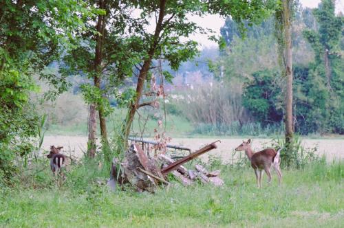 two deer standing in a field near trees at Agriturismo Valle Isola "La Tana del Gusto" in Comacchio