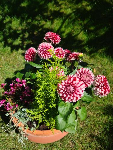 a pot of flowers sitting on the grass at Vila Šventoji in Šventoji
