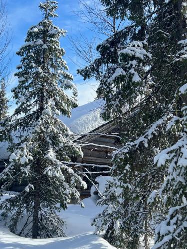 a snow covered pine tree with snow on it at Lapland Log Chalet Cabin Ukko-Kelo Luosto in Luosto