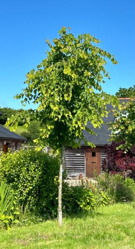 a tree in the grass in front of a house at Ty Odyn. Best of Both Worlds. Rural yet Connected. in Newport